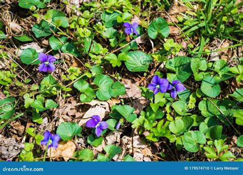 Group Of Common Blue Violets Viola Sororia Stock Photo Image Of