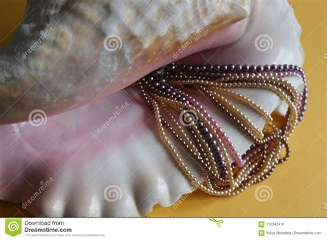 Beautiful Multicolored Pearls In A Large Pink Oceanic Shell Stock