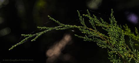Eastern Red Cedar Juniperus Virginiana Juniperus Virginian Flickr
