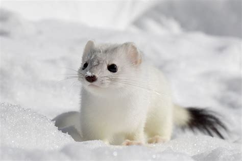 Ermine In The Snow