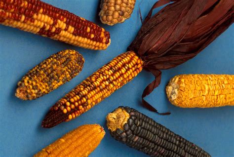 Artificial Selection Corn