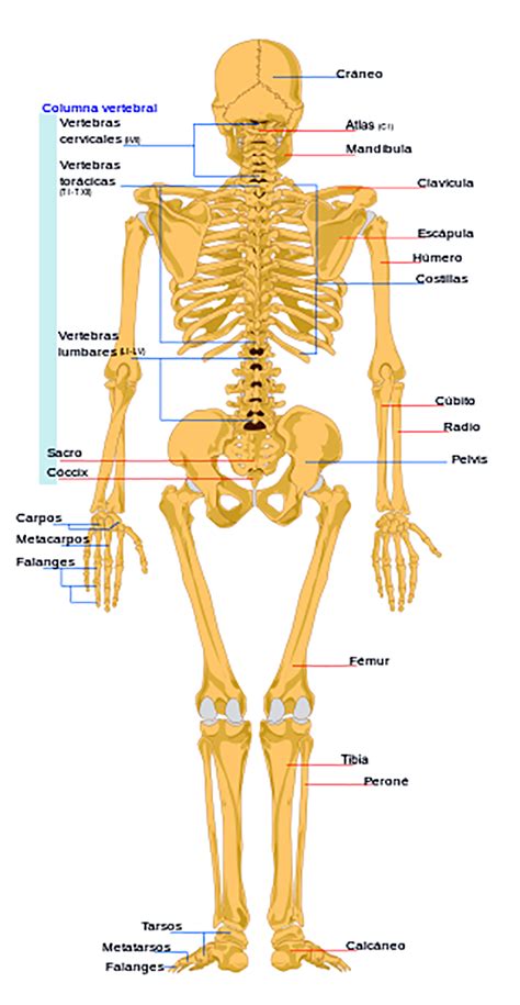 Sistema Oseo Huesos Del Esqueleto Humano Huesos Del Cuerpo Humano My
