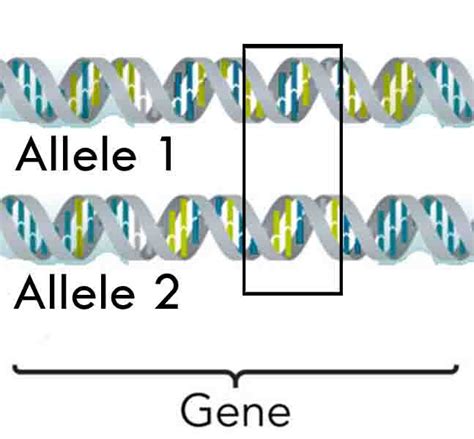 In the real world, genes often come in many versions (alleles). Codominance Definition and Examples - Biology Online Dictionary