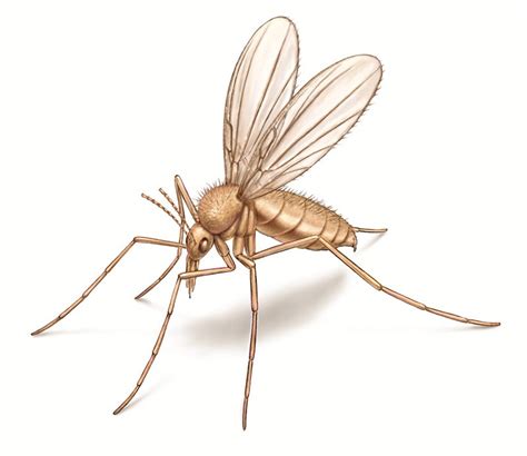 Sand Gnat Basics How To Get Rid Of It Indoors And Outdoors Pest Wiki