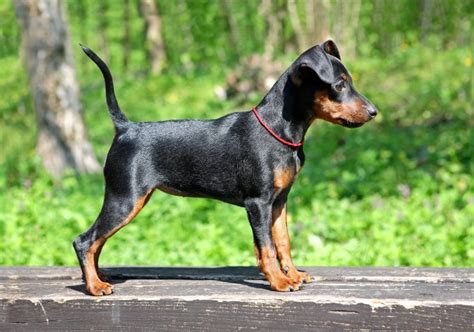 Miniature Pinscher Dog Breed Facts Highlights And Buying Advice