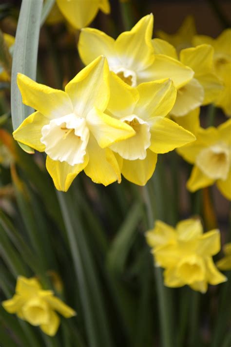 Mini Daffodil Pipit Dutchgrown™ Order Online From Our Farm Bulb