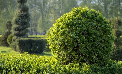 Wild Privet Ligustrum Hedge Nature Texture A Sample Of Topiary Art