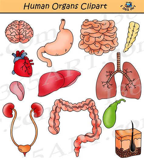Organs In The Body Organs Of The Human Body Diagram Royalty Free Vector Image A Simple Video