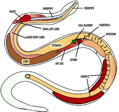 Muscular System Rattlesnakes