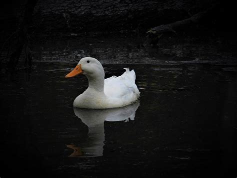 American pekin duck pros and cons, care, housing, diet and health all included. American Pekin Duck Photograph by Carl Moore