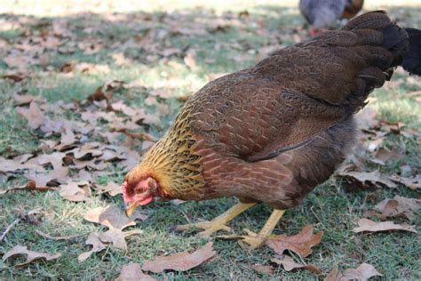 Guide To Choosing A Heritage Meat Chicken Breed Red Rock Farmstead