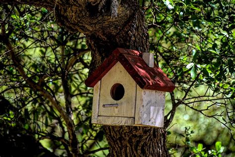 Hd Wallpaper Birdhouse Outdoors Garden Nature Nest Wildlife
