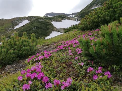 Parcul Național Munții Rodnei Bistrița Năsăud Ghidul Horeca