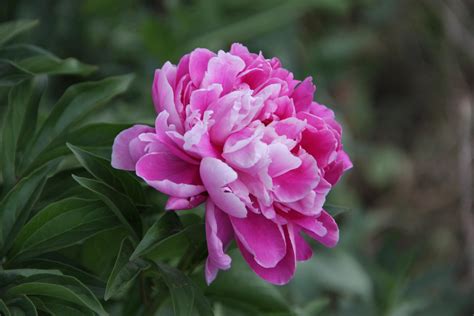 Pink Peony Free Stock Photo Public Domain Pictures