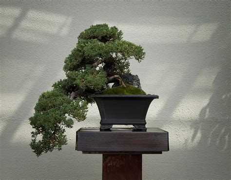 Full sun to partial shade mature size: Dwarf Japanese Garden Juniper Photograph by Bill Cannon