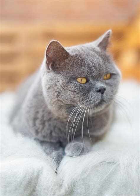 Handsome Adult British Shorthair Cat Close Up Portrait Stock Photo