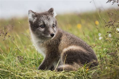 Close Up Of A Young Playful Arctic Fox Cub In Summer Stock Image