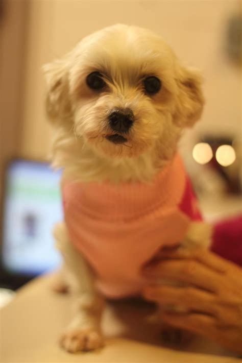 Partners for pets 6185407387 email protected troy il. Meet Janny, a Petfinder adoptable Maltese Dog | Troy, IL