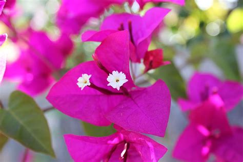 Hd Wallpaper Bougainvilleas Flower Nature Pink Flowering Plant