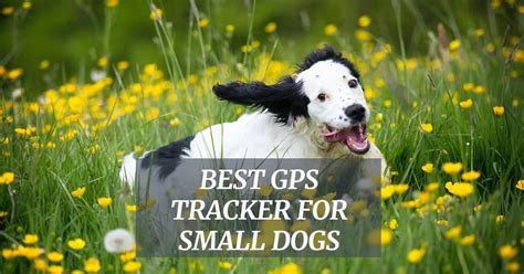 Real time tracking, alerts, preview history etc. Best GPS Tracker for Small Dogs: Learn the Top Devices ...