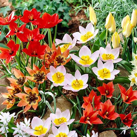 M Lange De Tulipes Botaniques Bulbes De Tulipes Exclusifs De