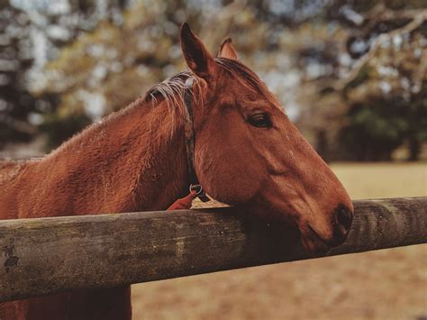 Brown Horse · Free Stock Photo
