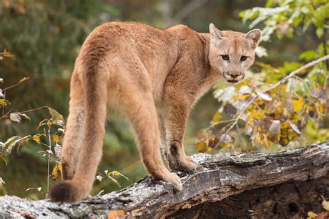 Puma Puma Concolor Características Hábitat Y Reproducción Con Fotos