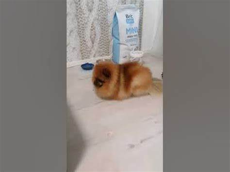 Диета 5 дискинезия Пароксизмальная дискинезия у шпица / Paroxysmal dyskinesia in dog - YouTube Пароксизмальная дискинезия у шпица / Paroxysmal dyskinesia in dog - YouTube Диета 5 дискинезия