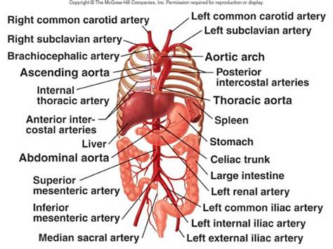 Vessels can have up to three histological layers to give unique structure and function for the five major types of vessels seen. Abdominal+Artery+Diagram | Blood flow is distributed to body tissue in an exactingfashion ...