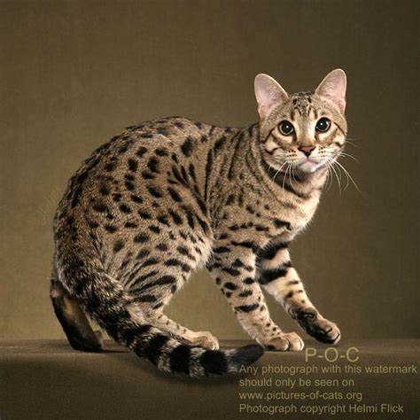 Bengal cats are gaining the attention of people due to its several features and unique breed. Bengal Cat RAVI