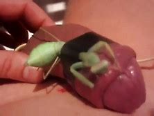 Mantis Eat Nipple Telegraph