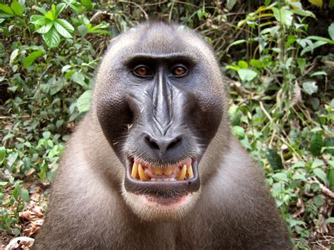 Did You Know That The Drill Monkey Is Native To Nigeria • Connect Nigeria