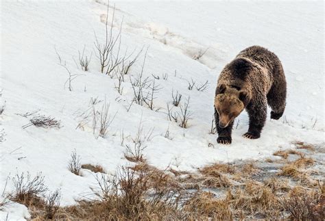 first yellowstone bear sighted out of hibernation in park