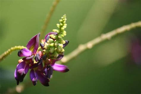 Gardening Tips Invasive Garden Plants Grow Them Carefully News