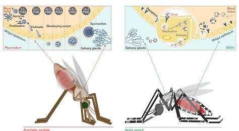 What Is A Vector In Biology at Vectorified.com | Collection of What Is