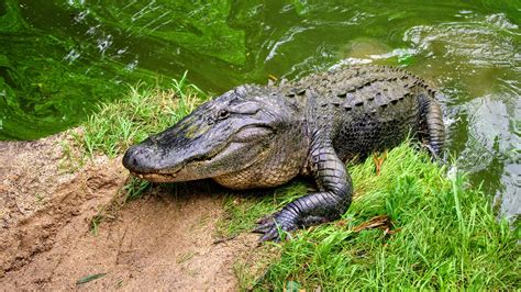 Florida Wildlife And Your Pet Alligators And Crocodiles The Savvy Sitter