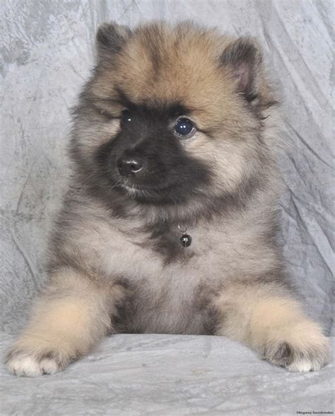 Keeshond Puppies Animals And Pets Cute Animals Dutch Barge Dog Mommy