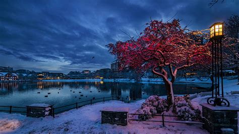 赤い葉の木、 自然、 木、 都市、 都市の景観、 ノルウェー、 夜、 冬、 雪、 ライト、 水、 湖、 雲、 枝、 家、 反射、 鳥、 建物