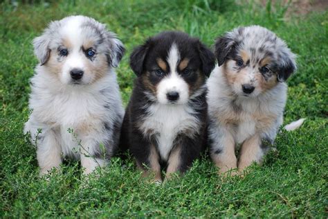 Buy and sell on gumtree australia today! ResearchBreeder.com - Find Australian Shepherd Puppies for ...