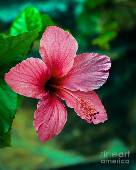 Beautiful Hibiscus Photograph By Robert Bales Fine Art America
