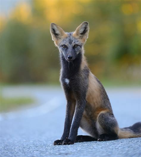 7 Of The Most Beautiful Fox Species In The World ~ Where Beauty Exist