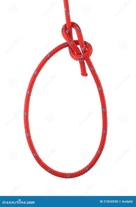 Bowline Knot Stock Photo Image Of Marine Knotted Bowline 21834558