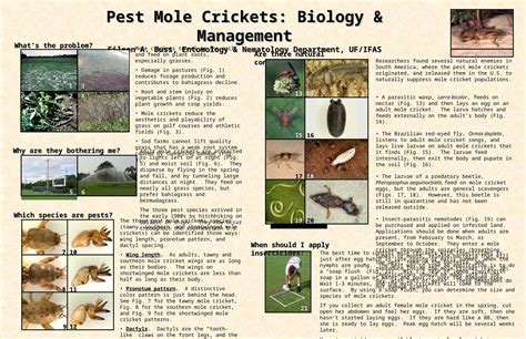 Ppt Pest Mole Crickets Biology And Management Eileen A Buss Entomology And Nematology