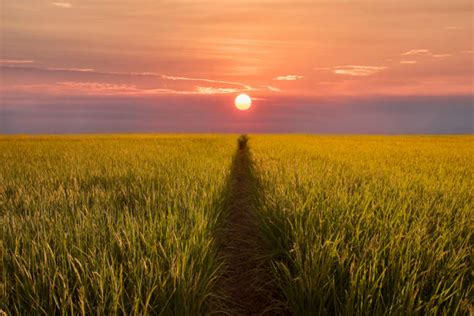 Rice Field Sunrise Stock Photos Pictures And Royalty Free Images Istock