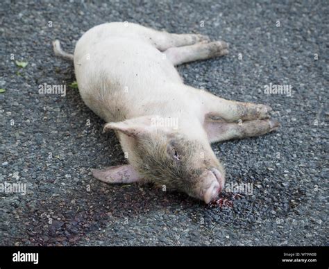 Pig Skin Close Up Hi Res Stock Photography And Images Alamy