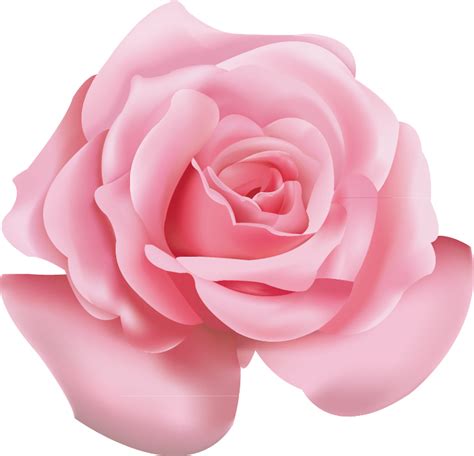 Beach Rose Pink Flower Icon Pink Roses Png Download 791762 Free