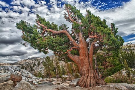 About a dozen rocky mountain bristlecone pines in the south park area of colorado are documented as over 1,600 years of age. 27 Most Amazing Trees in the World - Famous Trees in the World