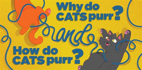 Why Do Cats Purr And How Do Cats Purr Sporcle Blog