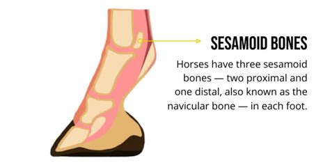 Sesamoid Injuries In Horses Diagnosis Treatment And Prevention