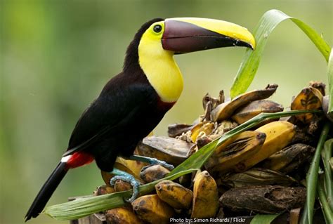 Interesting Facts About Toucans Just Fun Facts